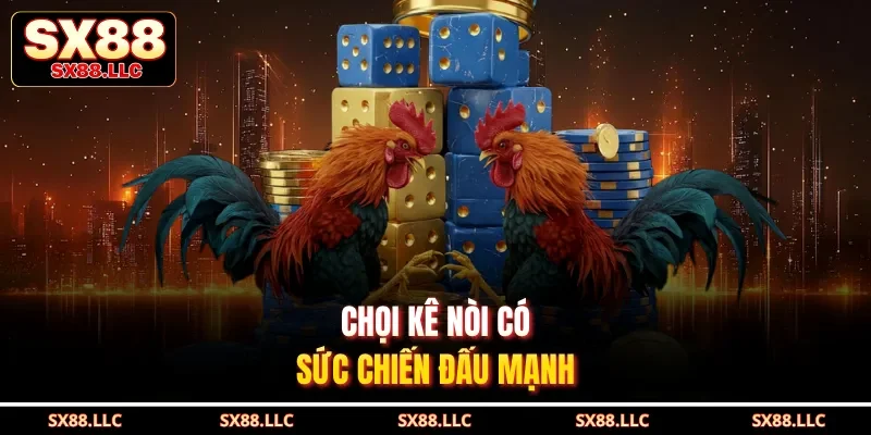 Chọi kê nòi có sức chiến đấu mạnh