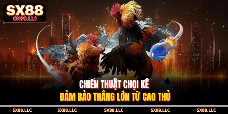 Chiến thuật chọi kê đảm bảo thắng lớn từ cao thủ